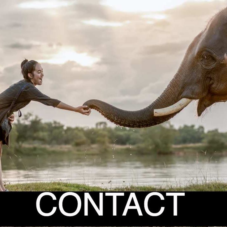 Girl greeting an elephant